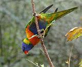 Rainbow Lorikeet 9Y209D-167